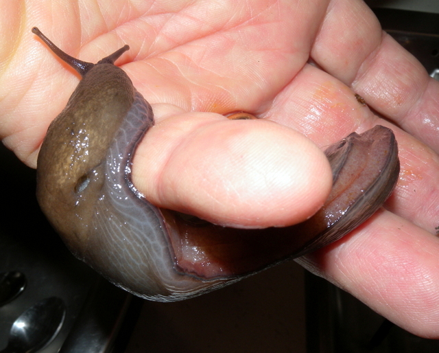 Limax corsicus gruppo da Visso (Mti. Sibillini)